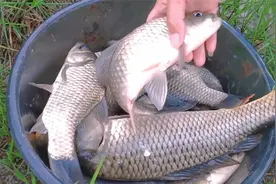 邓刚老师力荐的2个饵料配方，鲫鱼鲤鱼开口迅猛，野钓鱼获翻3倍！视频封面