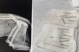 流浪猫被领养一周后体内扎入15根针，送医后领养人失联视频封面