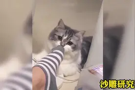 女生养猫千万别养狗，眼前这一幕，简直就是案例啊