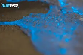厦门这个城市能有多浪漫？大概就是“蓝眼泪”奇观都赶着过情人节视频封面