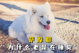 萨摩耶一整天都在睡觉，真相居然是这几个