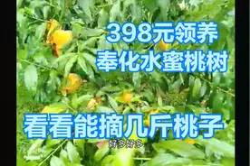 398元包一棵奉化水蜜桃树，看看摘下一整棵树的水蜜桃能有几斤？视频封面