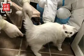 成都防疫工作人员上门为确诊病例猫咪做核酸检测 结果为阴性视频封面