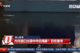 佛山顺德：内河渡口出现中华白海豚？仍在搜寻视频封面
