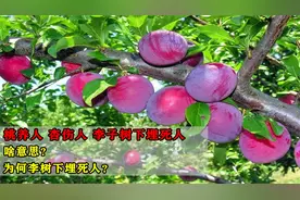 “桃养人，杏伤人，李子树下埋死人”，啥意思？为何李树下埋死人视频封面