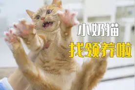 小奶猫找领养啦，有没有好心人带它回家？视频封面