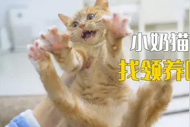 小奶猫找领养啦，有没有好心人带它回家？视频封面