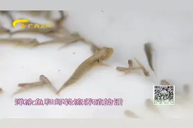 致富村将“虾鱼混养”——弹涂鱼和白对虾海鲜煲在舌尖融为一体！视频封面