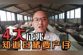 观察母猪征兆知道产仔时间，母猪临产前释放4大信号，你知道吗？