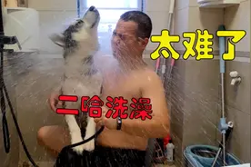 二哈洗澡有多戏精？哭哭啼啼，像个受气小媳妇，主人直呼好崩溃