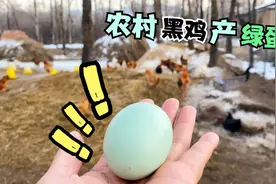 农村土鸡产蛋能力有多强？黑乌鸡产绿蛋！阿琴嫂：真是头回见视频封面