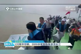 上海：回家了！120尾中华鲟、500余尾胭脂鱼放流长江视频封面