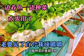 一边养鱼一边种蔬菜的自制鱼池，太实用，老婆见了夸我顶呱呱视频封面