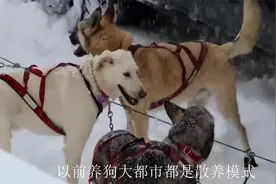 狗是由狼驯化而来，为什么狼只有一个配偶，而狗却有无数个配偶？