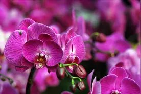 蝴蝶兰防虫有一招，家家必备，药效可达40天视频封面