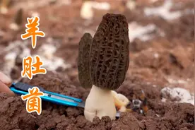 和兄弟去简阳收了100多斤羊肚菌，拿点来煮羊肚菌火锅，太巴适了