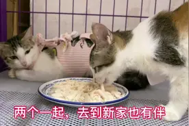 两只流浪小猫第一次见面，居然做了姐妹，这故事也太幸福了视频封面