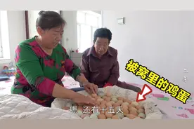 被窝里放鸡蛋能孵出小鸡？东北大妈和邻居交流经验，温度最关键！