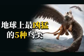 地球最凶猛的5种鸟类，金雕屈居第五，它才是真正的“空中之王”