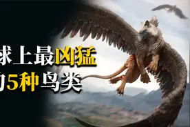 地球最凶猛的5种鸟类，金雕屈居第五，它才是真正的“空中之王”
