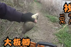 这种窝点才是春季野钓的首选，直捅大板鲫老巢，每一竿都激动不已视频封面