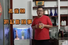 孔雀鱼趴缸不用怕，穷养鱼分享各种原因及措施，你若掌握应付自如