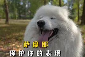 萨摩耶护主的4个举动，全中的话，说明养对狗了！视频封面
