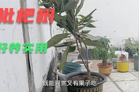 南方的枇杷树现在河南也可以种了，好看实用又好养，跟风种上一棵