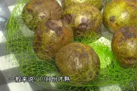 青皮核桃，提前上市暗藏猫腻？现摘却有黑斑，“是不是催熟的”？视频封面