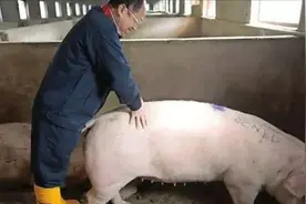 原本三年淘汰的母猪，这个猪贩子能养10年不淘汰，这是啥秘诀