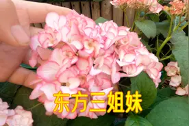 绣球花园里特色的“东方三姐妹”，纱织小姐、美佳子、惠子小姐！视频封面