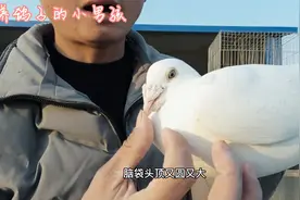 鸽子分公母其实很简单，只要掌握这6个技巧，鸽子轻松分公母视频封面
