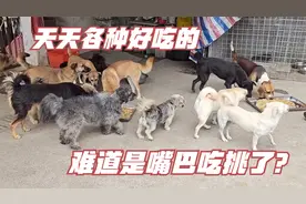 冬天到了，给狗狗们煮点红薯拌米饭，结果还不吃，这是什么情况？视频封面