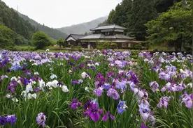 菖蒲花和鸢尾花，难以分辨，到底是哪个视频封面
