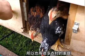 俗话说“小鸡不吃豆，外甥不打舅”鸡吃了黄豆就会死掉？为什么呢视频封面