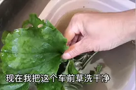 看着不起眼的车前草，功效特多药用价值特别高，带你去了解一下吧视频封面