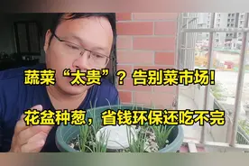 蔬菜“太贵”？告别菜市场，教你花盆种葱，省钱环保还吃不完视频封面