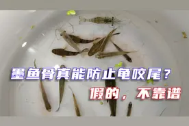 墨鱼骨真能防止乌龟咬尾？假的，龟断尾是因为混养和严重腐皮腐甲