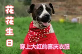 小花花流浪半辈子，今天主人给它过生日，苦难之后的幸福令人动容视频封面