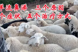 67、羊流鼻涕 三个原因 四个症状 五个治疗方式视频封面