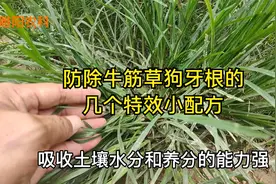 防除牛筋草、狗牙根等恶性杂草，用这几个小配方，一遍就能除干净视频封面
