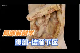 局部解剖学-腹部（结肠下区）