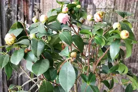茶花好不容易长出“花苞”，为什么要把它掐掉，原因其实很简单视频封面