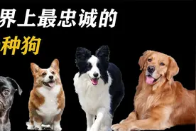 世界10大“忠犬”排名，拉布拉多位居第一，看看中华藏獒排第几？