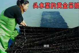 头水菜黄金采摘期，一万人中仅一人能吃到，紫菜6种吃法比肉还香视频封面