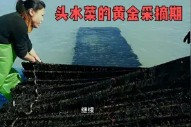 头水菜黄金采摘期，一万人中仅一人能吃到，紫菜6种吃法比肉还香视频封面