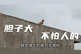 这是我见过最聪明的天落鸽子了，赶也赶不走，抓也抓不到！