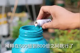 家庭养花用什么药除菌？园艺师教你，使用已唑多菌灵视频封面