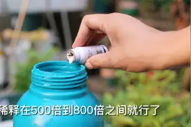家庭养花用什么药除菌？园艺师教你，使用已唑多菌灵视频封面