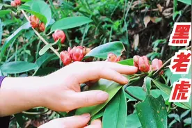 这种植物叫黑老虎，用于风湿骨痛跌打淤痛浮肿的一味草药，认知下视频封面
